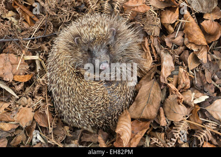 Igel (Erinaceus Europaeus) im Herbst Blätter, in Gefangenschaft, Vereinigtes Königreich, Europa Stockfoto