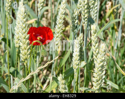 Roter Mohn Papaver im Maisfeld Stockfoto