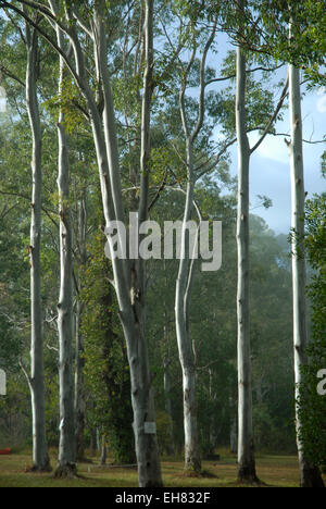 Mebbin National Park, New-South.Wales, Australien. Stockfoto