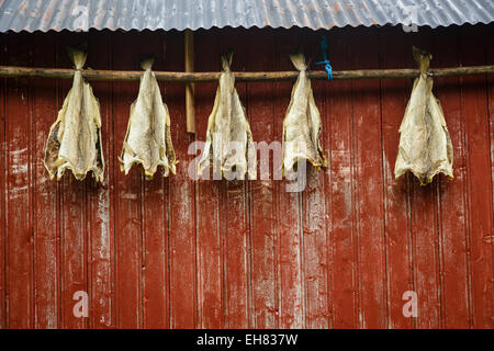 Kabeljau trocknen an einer Hausfassade, Lofoten-Inseln, Arktis, Norwegen, Skandinavien, Europa Stockfoto