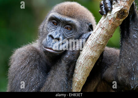 Sanierten verwaiste Westlicher Flachlandgorilla veröffentlicht wieder in den natürlichen Lebensraum, Parc De La Lekedi, Haut-Ogooue, Gabun, Afrika Stockfoto
