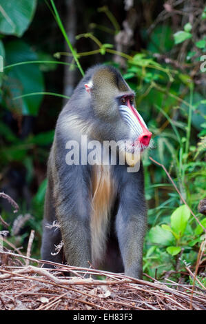 Männlicher Mandrill (Mandrill Sphinx), Parc De La Lekedi, Haut-Ogooue, Gabun, Afrika Stockfoto