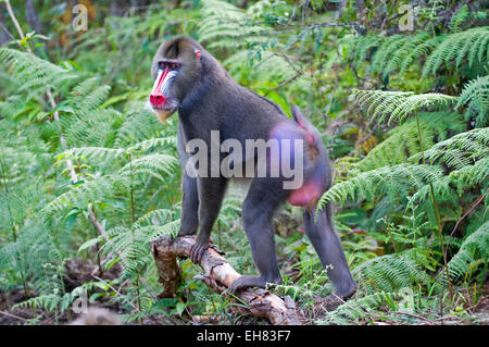 Männlicher Mandrill (Mandrill Sphinx), Parc De La Lekedi, Haut-Ogooue, Gabun, Afrika Stockfoto