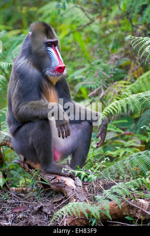 Männlicher Mandrill (Mandrill Sphinx), Parc De La Lekedi, Haut-Ogooue, Gabun, Afrika Stockfoto