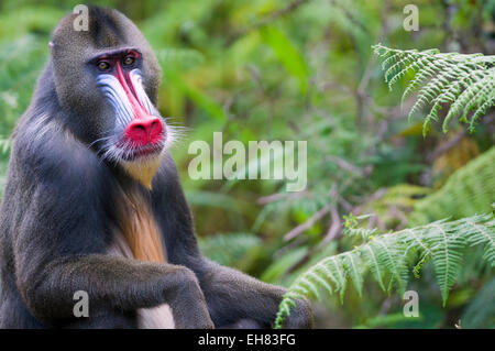 Männlicher Mandrill (Mandrill Sphinx), Parc De La Lekedi, Haut-Ogooue, Gabun, Afrika Stockfoto