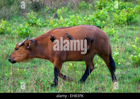 Afrikanische Wald Büffel mit gelb-billed Oxpeckers klammerte sich an seinen Flanken, Parc De La Lekedi, Haut-Ogooue, Gabun, Afrika Stockfoto