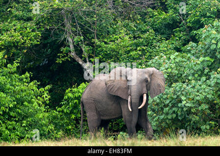 Afrikanischer Waldelefant Stier stehen am Rande des Waldes, Loango Nationalpark, Ogooue-Maritime, Gabun, Afrika Stockfoto