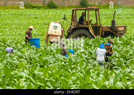 Arbeiter und Traktor im Bereich der Tabakpflanzen in ein wichtiges Anbaugebiet im Nordwesten, Condega, Nicaragua Stockfoto