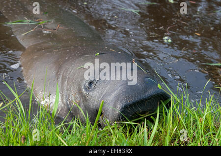 West Indian Manatee (Trichechus Manatus) im Botanischen Garten in Georgetown, Guyana, Südamerika Stockfoto