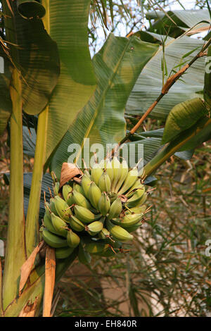 Ein Bündel Bananen reift im Park des Hotel in Hue, Vietnam, am 13. Februar 2009. Stockfoto
