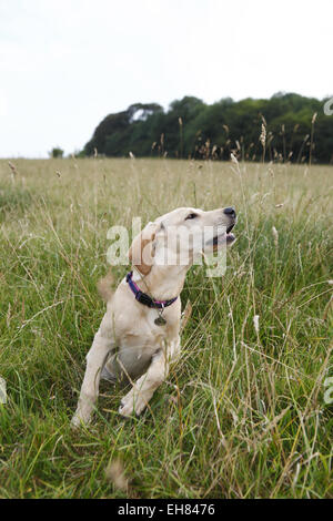 Gelber Labrador Retriever Welpen im Alter von 16 Wochen/4 Monate alt, für einen Spaziergang in der Natur Stockfoto