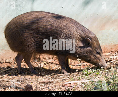 Guwahati, Assam, Indien. 9. März 2015. Ein ausgewachsener Pygmy Schwein (Porcula Salvania) ist in Assam State Zoo in Guwahati, Hauptstadt des nordöstlichen Bundesstaates der Assam am 9. März 2015 gesehen. Assam State Zoo ist der einzige Zoo in der Welt geworden, denen Pygmäen Schweine eingeführt wurden. Zwerg-Hog, eine vom Aussterben bedrohte Suid ist an den Rand des Aussterbens und nur eine überlebensfähige Population (weniger als 100) der Gattung existiert in der Assam Manas Tiger Reserve und Nameri Wildlife Sanctuary. Sie sind etwa 55 bis 71 cm lang und stehen an 20'' "30 cm (7,9-11.8 Zoll), mit einem Schweif von 2,5 cm (1 Zoll). Sie wiegen 6,6-11,8 Stockfoto