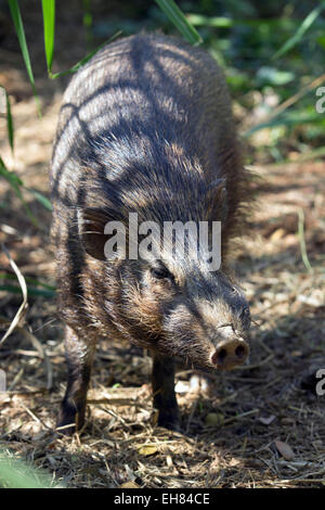 Guwahati, Assam, Indien. 9. März 2015. Ein ausgewachsener Pygmy Schwein (Porcula Salvania) ist in Assam State Zoo in Guwahati, Hauptstadt des nordöstlichen Bundesstaates der Assam am 9. März 2015 gesehen. Assam State Zoo ist der einzige Zoo in der Welt geworden, denen Pygmäen Schweine eingeführt wurden. Zwerg-Hog, eine vom Aussterben bedrohte Suid ist an den Rand des Aussterbens und nur eine überlebensfähige Population (weniger als 100) der Gattung existiert in der Assam Manas Tiger Reserve und Nameri Wildlife Sanctuary. Sie sind etwa 55 bis 71 cm lang und stehen an 20'' "30 cm (7,9-11.8 Zoll), mit einem Schweif von 2,5 cm (1 Zoll). Sie wiegen 6,6-11,8 Stockfoto