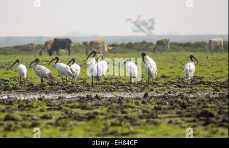 Jorhat, Assam, Indien. 9. März 2015. Eine kleine Herde von Black-headed Ibis Weiden mit Hausrind auf einen landwirtschaftlichen Bereich im nordöstlichen Bundesstaat Assam Jorhat Bezirk am 9. März 2015. Black-headed Ibis oder orientalischer weißer Ibis (Threskiornis Melanocephalus) ist eine Art von waten Vogel der Ibis Familie Threskiornithidae die Rassen in den indischen Subkontinent und Südostasien vom nördlichen Indien, Bangladesch, Nepal und Sri Lanka Osten bis nach Japan. © Luit Chaliha/ZUMA Wire/ZUMAPRESS.com/Alamy Live-Nachrichten Stockfoto