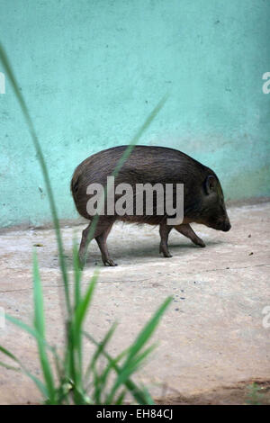 Guwahati, Assam, Indien. 9. März 2015. Ein ausgewachsener Pygmy Schwein (Porcula Salvania) ist in Assam State Zoo in Guwahati, Hauptstadt des nordöstlichen Bundesstaates der Assam am 9. März 2015 gesehen. Assam State Zoo ist der einzige Zoo in der Welt geworden, denen Pygmäen Schweine eingeführt wurden. Zwerg-Hog, eine vom Aussterben bedrohte Suid ist an den Rand des Aussterbens und nur eine überlebensfähige Population (weniger als 100) der Gattung existiert in der Assam Manas Tiger Reserve und Nameri Wildlife Sanctuary. Sie sind etwa 55 bis 71 cm lang und stehen an 20'' "30 cm (7,9-11.8 Zoll), mit einem Schweif von 2,5 cm (1 Zoll). Sie wiegen 6,6-11,8 Stockfoto