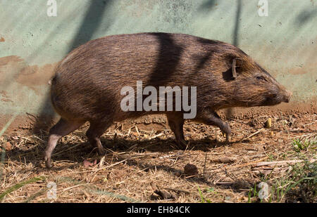 Guwahati, Assam, Indien. 9. März 2015. Ein ausgewachsener Pygmy Schwein (Porcula Salvania) ist in Assam State Zoo in Guwahati, Hauptstadt des nordöstlichen Bundesstaates der Assam am 9. März 2015 gesehen. Assam State Zoo ist der einzige Zoo in der Welt geworden, denen Pygmäen Schweine eingeführt wurden. Zwerg-Hog, eine vom Aussterben bedrohte Suid ist an den Rand des Aussterbens und nur eine überlebensfähige Population (weniger als 100) der Gattung existiert in der Assam Manas Tiger Reserve und Nameri Wildlife Sanctuary. Sie sind etwa 55 bis 71 cm lang und stehen an 20'' "30 cm (7,9-11.8 Zoll), mit einem Schweif von 2,5 cm (1 Zoll). Sie wiegen 6,6-11,8 Stockfoto