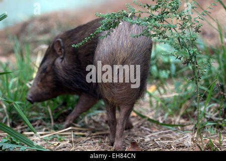 Guwahati, Assam, Indien. 9. März 2015. Ein ausgewachsener Pygmy Schwein (Porcula Salvania) ist in Assam State Zoo in Guwahati, Hauptstadt des nordöstlichen Bundesstaates der Assam am 9. März 2015 gesehen. Assam State Zoo ist der einzige Zoo in der Welt geworden, denen Pygmäen Schweine eingeführt wurden. Zwerg-Hog, eine vom Aussterben bedrohte Suid ist an den Rand des Aussterbens und nur eine überlebensfähige Population (weniger als 100) der Gattung existiert in der Assam Manas Tiger Reserve und Nameri Wildlife Sanctuary. Sie sind etwa 55 bis 71 cm lang und stehen an 20'' "30 cm (7,9-11.8 Zoll), mit einem Schweif von 2,5 cm (1 Zoll). Sie wiegen 6,6-11,8 Stockfoto