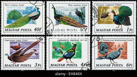 Ungarn - CIRCA 1977: Satz von Briefmarken gedruckt in Ungarn zeigt Serie Pfau Vögel, circa 1977 Stockfoto
