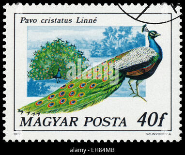 Ungarn - CIRCA 1977: Briefmarke gedruckt in Ungarn zeigt indischen Pfauen - Pavo Cristatus Linne, Serie Pfau Vögel, circa 1977 Stockfoto