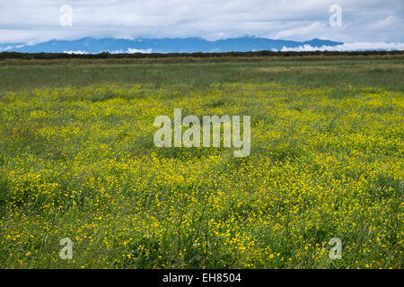 Gelbe Wildblumen in eine Wiese in der Nähe von Miranda, Neuseeland Stockfoto