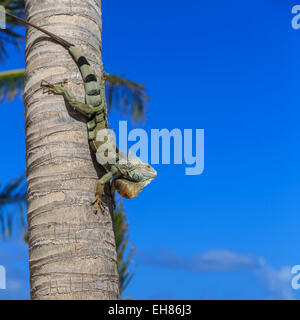 Grüner Leguan (Iguana Iguana) im Profil mit erhobenen Hauptes gegen blauen Himmel, Orient Beach, St. Martin (St. Maarten), West Indies Stockfoto