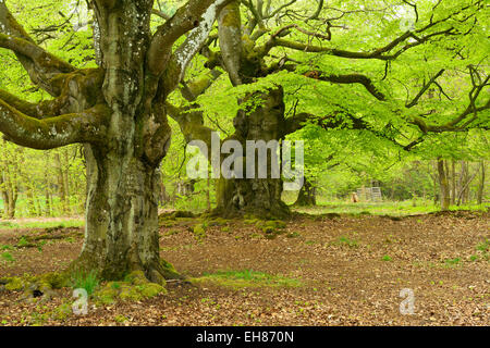 Knorrigen alten Buche Bäume in eine ehemalige Waldweide, Kellerwald, Hessen, Deutschland Stockfoto