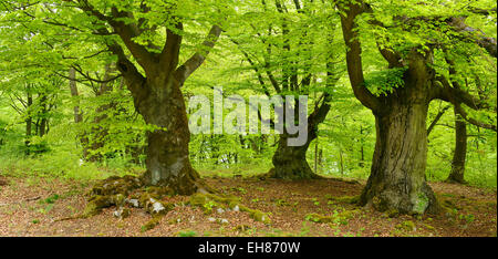 Knorrigen alten Buche Bäume in eine ehemalige Waldweide, Kellerwald, Hessen, Deutschland Stockfoto