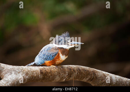 Beringter Eisvogel (Megaceryle Torquata), Mato Grosso do Sul, Brasilien, Südamerika Stockfoto