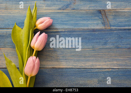 Drei Rosa Tulpen auf blauem Hintergrund aus Holz Stockfoto