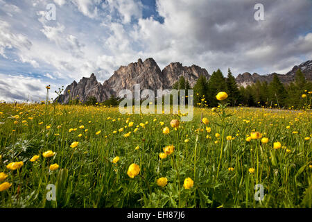 Globus-Blumen (Trollblume Europaeus) blühen am Fuße des Massivs in den Dolomiten von Cortina D'Ampezzo, Veneto, Italien, Europa Stockfoto