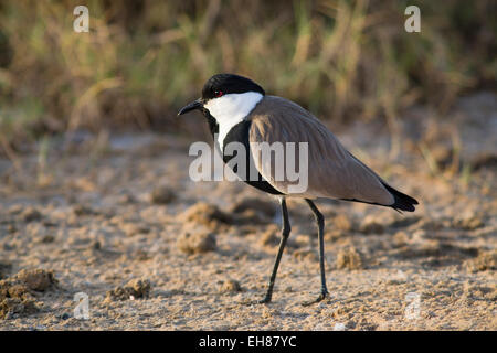 Sporn-winged Kiebitz (Vanellus Spinosus), Nationalpark Djoudj, Senegal Stockfoto