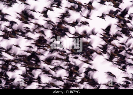 Herde von White-faced Pfeifen Enten (Dendrocygna Viduata) unter Flug am frühen Morgen, Nationalpark Djoudj, Senegal Stockfoto