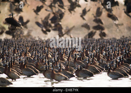 Herde von White-faced Pfeifen Enten (Dendrocygna Viduata), Nationalpark Djoudj, Senegal Stockfoto