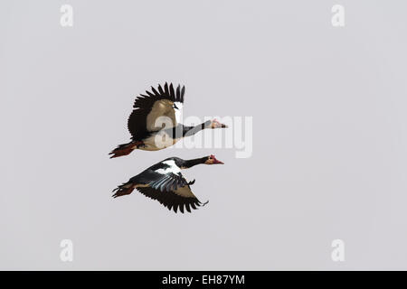 Sporn-winged Gänse (Plectropterus Gambensis), zwei im Flug, Nationalpark Djoudj, Senegal Stockfoto