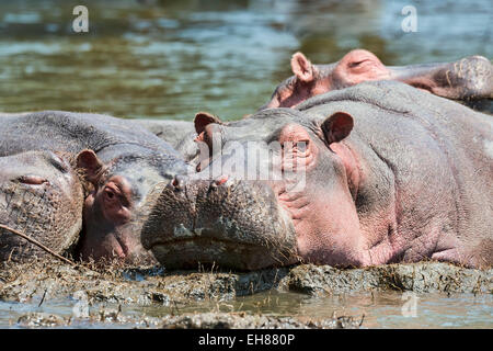 Flusspferde (Hippopotamus Amphibius), Lake Naivasha, Kenia Stockfoto