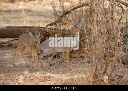 Kirks Dik (Madoqua Kirkii), männliche Überprüfung den Duft des Weibchens, überprüfen ihre Bereitschaft zur Paarung, Samburu National Reserve Stockfoto