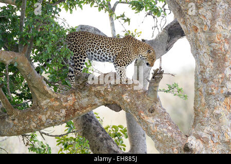 Leopard (Panthera Pardus) stehen in einem Feigenbaum, Masai Mara National Reserve, Kenia Stockfoto