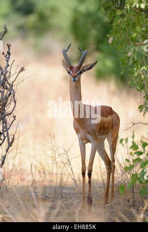 Gerenuk (Litocranius Walleri), Männlich, im Schatten von einem Busch, Samburu National Reserve, Kenia Stockfoto