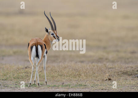 Thomson es Gazelle (Eudorcas Thomsoni), Männlich, Samburu National Reserve, Kenia Stockfoto