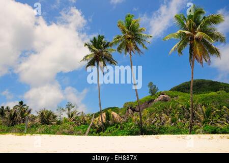 Drei Palmen am Grand'Anse Strand, Insel La Digue, La Digue und Inner Islands, Seychellen Stockfoto