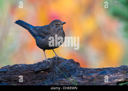 Amsel (Turdus Merula), Weiblich, Tirol, Österreich Stockfoto