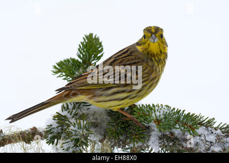 Goldammer (Emberiza Citrinella), Tirol, Österreich Stockfoto