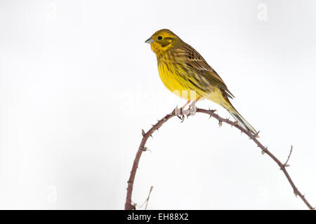 Goldammer (Emberiza Citrinella), Tirol, Österreich Stockfoto