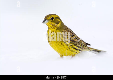 Goldammer (Emberiza Citrinella), Tirol, Österreich Stockfoto