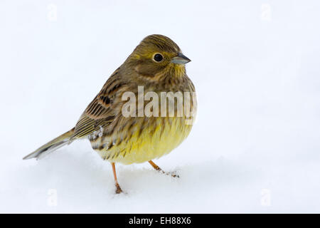 Goldammer (Emberiza Citrinella), Tirol, Österreich Stockfoto