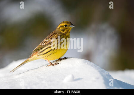 Goldammer (Emberiza Citrinella), Tirol, Österreich Stockfoto