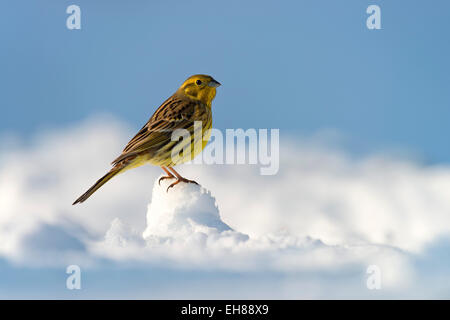 Goldammer (Emberiza Citrinella), Tirol, Österreich Stockfoto