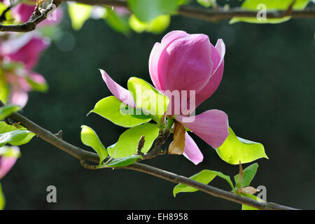 Blühen die Tulpen-Magnolie (Magnolia X soulangeana), Paintballanlage Sorte Stockfoto