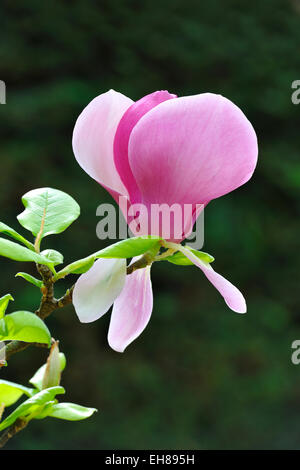 Blühen die Tulpen-Magnolie (Magnolia X soulangeana), Paintballanlage Sorte Stockfoto