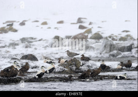 Gruppe von gemeinsamen Eiderenten (Somateria Mollissima) auf Felsen in der Bucht in Blizzard mit Schnee, Vadsö, Varanger Halbinsel, Norwegen. Stockfoto